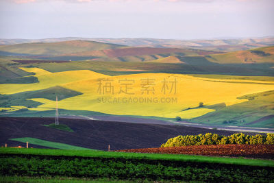 夏天,芸苔,田地,水平画幅,无人,性主题,草,农作物,农业,花头