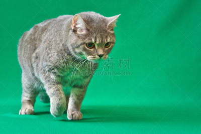 指挥台,野生猫科动物,水平画幅,可爱的,曝光过度,家畜,无人,羽毛围巾,俄罗斯