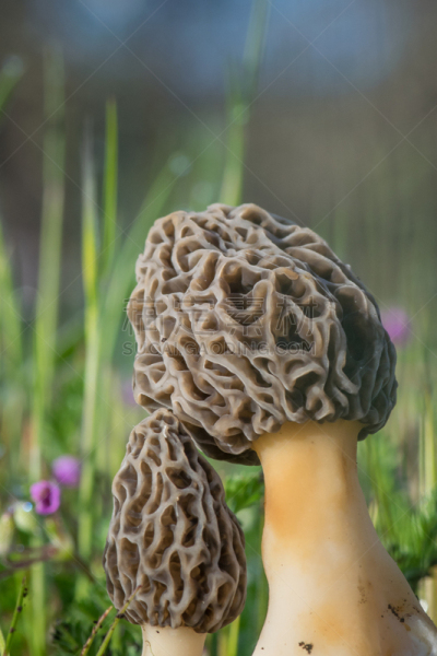 羊肚菌,神奇蘑菇,垂直画幅,植物,2015年,蘑菇,野生植物,食用菌,摄影,花