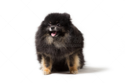 白色,狗,纯种犬,博美犬,分离着色,黑色,美,褐色,舌头,水平画幅