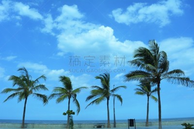 棕榈树,本地治里,水,天空,美,水平画幅,沙子,无人,夏天,户外