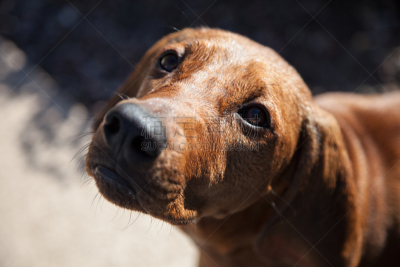 狗,猎熊犬,特写,水平画幅,职权,猎犬,面包,友谊,人的脸部,忍耐力