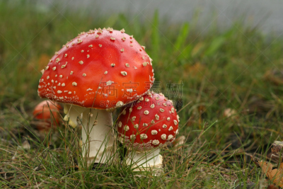 两个物体,毒蘑菇,秋天,关闭的,鹅膏菌,水平画幅,无人,草,斑驳的,特写