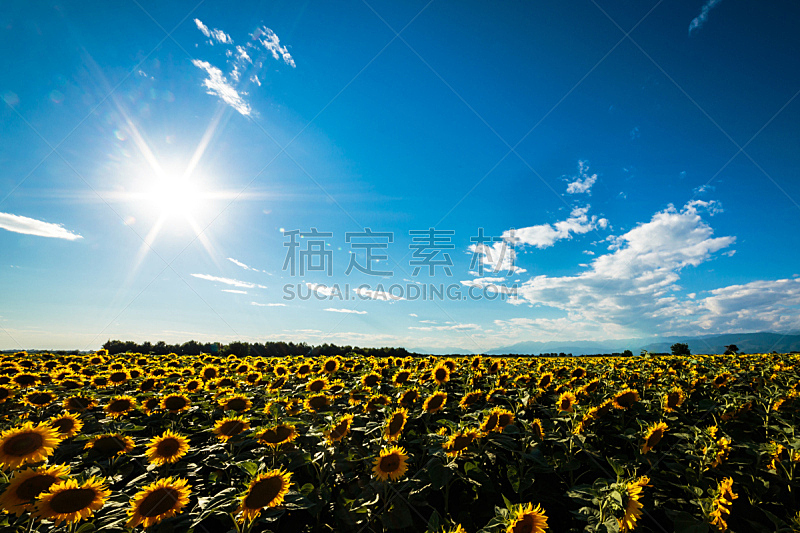 夏天,田地,向日葵,白昼,天空,美,干草,水平画幅,云,山