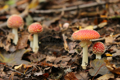 水平画幅,苔藓,巨大的,风险,户外,云杉,毒蘑菇,真菌,伞形毒菌,松科