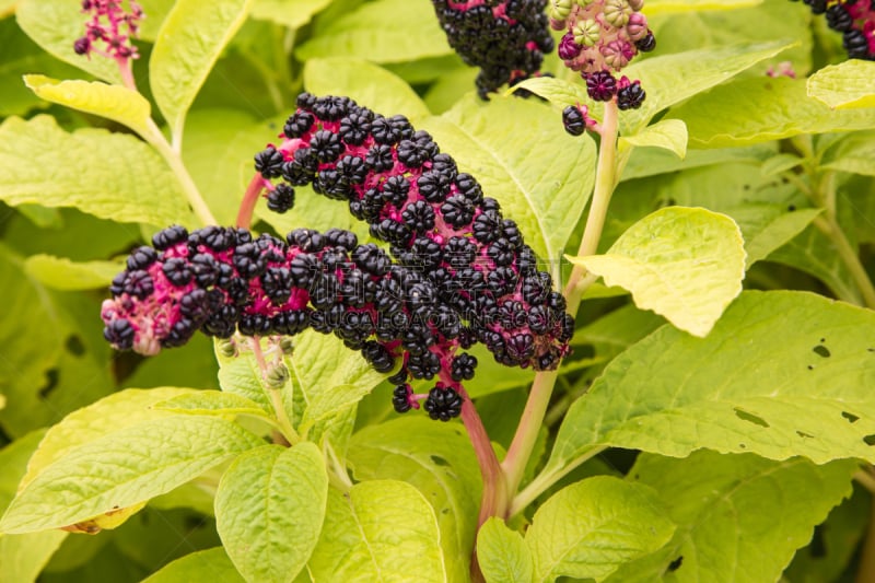 american pokeweed- phytolacca americana