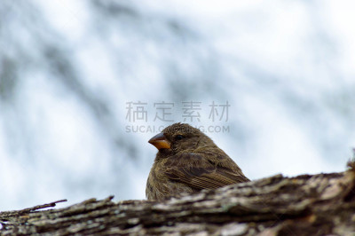达尔文雀,自然美,加拉帕戈斯群岛,野生动物保护,雀科,厄瓜多尔,南美,水平画幅,无人,鸟类
