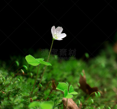 酢浆草,分离着色,黑色背景,水平画幅,紫酢浆草,无人,五月,早晨,夏天,户外