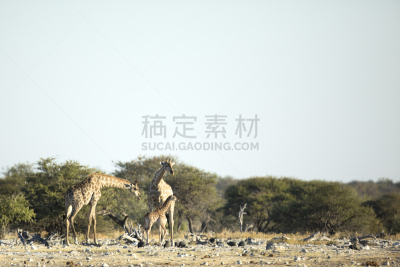 家庭,埃托沙国家公园,长颈鹿,纳米比亚,国内著名景点,古生物学,方舟,旅途,达马拉兰,有蹄哺乳动物