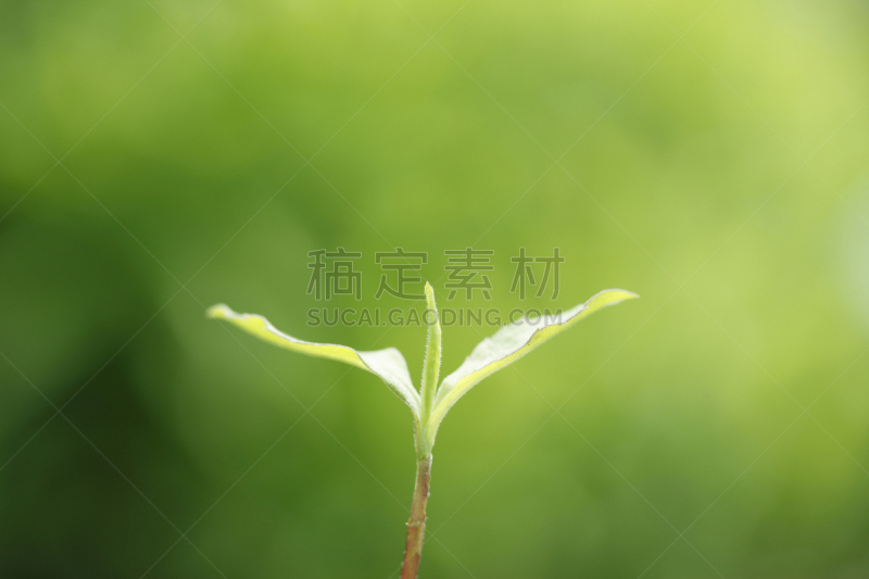 秧苗,新的,自然,水平画幅,绿色,无人,日本,材料,植物,清新