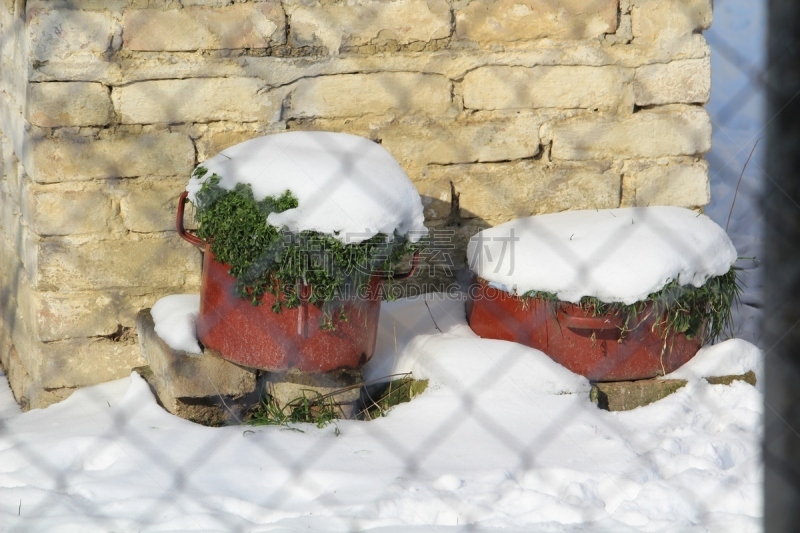 冬天,自然,寒冷,人,风景,塞尔维亚,图像,霜,雪,日光