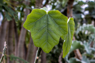 绿色,叶子,水平画幅,无人,大翠绿蛾,自然美,植物,花鳞茎,花头,德国
