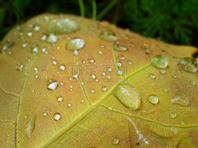 雨滴,白杨叶,大特写,选择对焦,浅的,水,草地,水平画幅,绿色,秋天