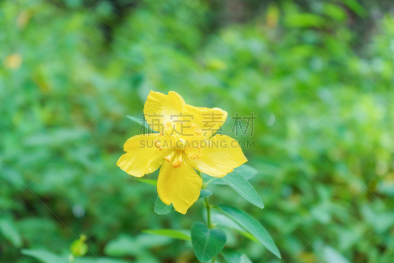 圣约翰草,自然,公园,水平画幅,绿色,无人,日本,夏天,户外,植物