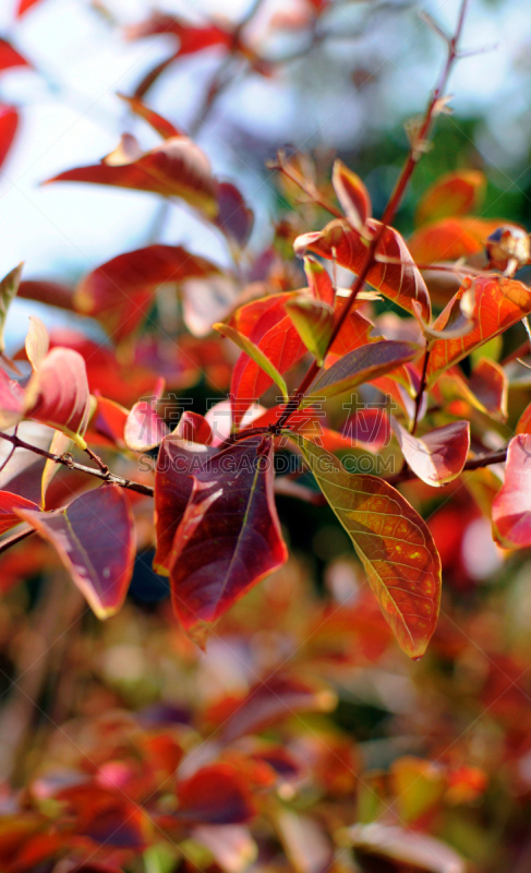 Crepe Myrtle Tree,秋天,叶子,红松,垂直画幅,无人,口红树,特写,摄影