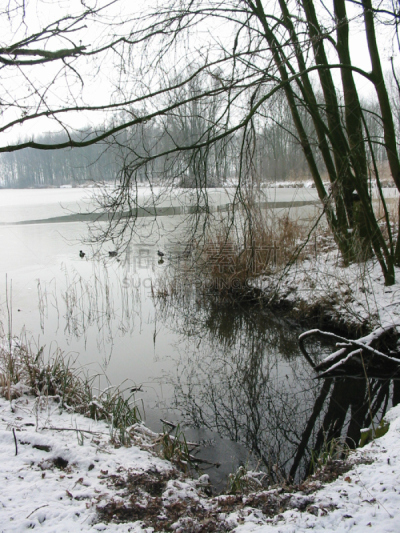 冬天,池塘,经济特区,装饰鸭,垂直画幅,寒冷,雪,无人,冰,湖