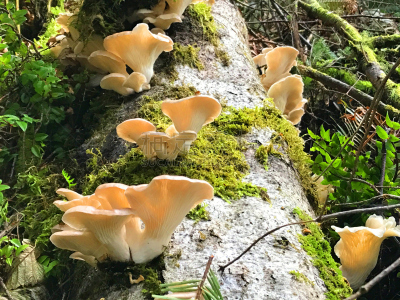 森林,蘑菇,褐色,水平画幅,无人,符号,苔藓,热带雨林,夏天,户外