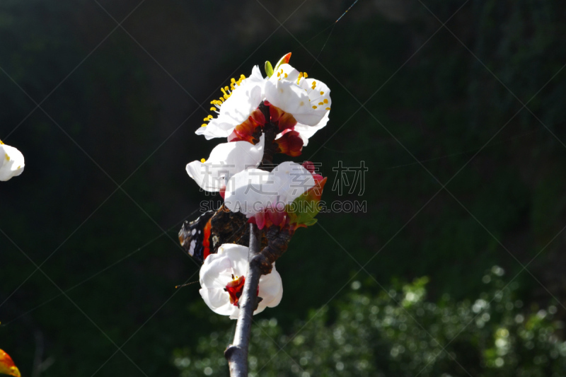 春天,欧洲赤松,芽痕,红桉雷默,花粉管,亚历杭德罗福利亚,白桃花心意大利面,重瓣花,杏花,坎波广场