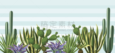 仙人掌,沙漠,背景,肉质植物,植物群,贺卡,公园,边框,水平画幅,绘画插图