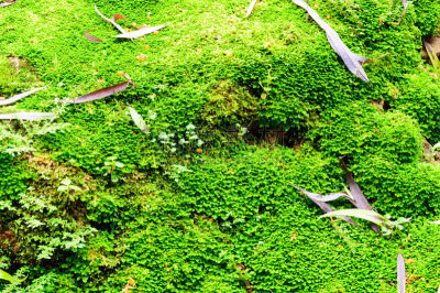 苔藓,背景,单倍体,孢子,水平画幅,无人,毛毡制品,湿,户外,地衣