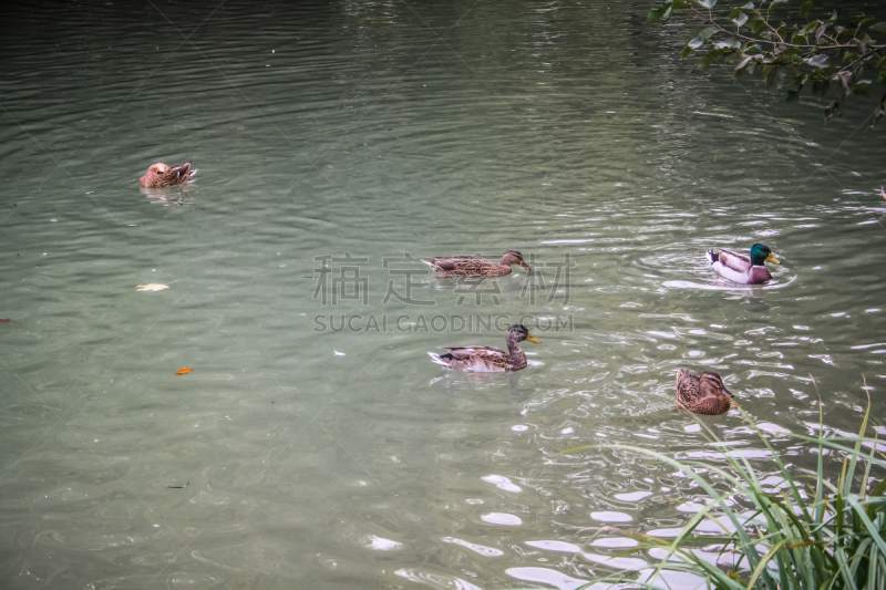 野生动物,香槟地区,水,水平画幅,鸟类,野外动物,夏天,沼泽,户外,湖