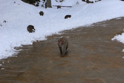雪,猴子,风景,日本猕猴,冈山县,本州岛中国地区,雪山,公园,水平画幅,瀑布