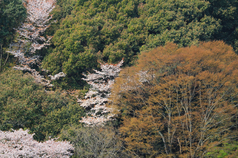 岚山,山,日本,京都市,樱花,katsura,自然,美,水平画幅,地形