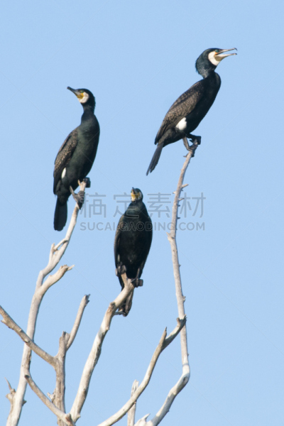 非凡的,鸬鹚,自然,垂直画幅,野生动物,无人,鸟类,观鸟,野外动物,户外