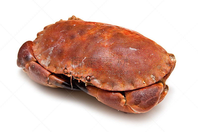 螃蟹,食品,褐色,饮食,水平画幅,无人,有机食品,白色背景,海产,背景分离