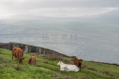 科克郡,农业,西,戈尔韦,水平画幅,山,大西洋,班特里,动物身体部位,偏远的