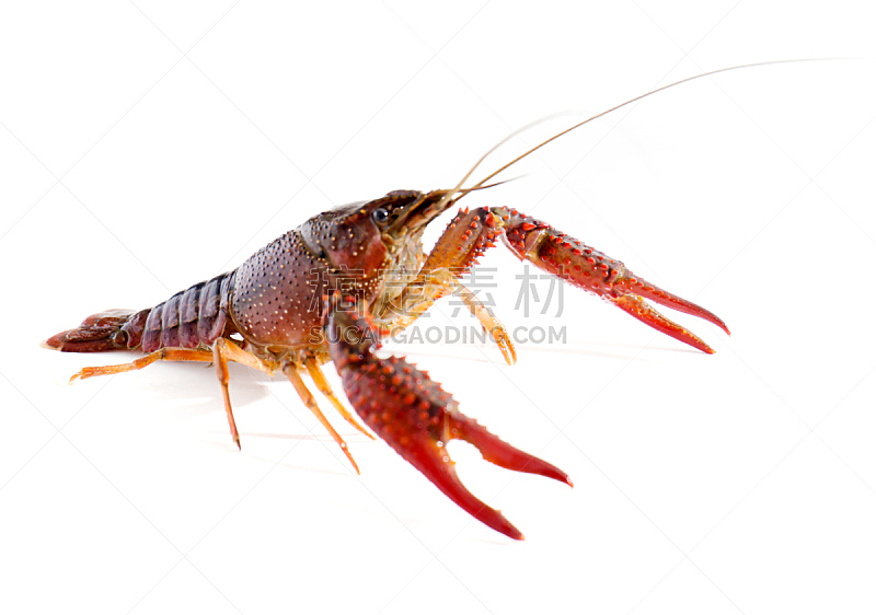 螯虾,分离着色,白色,腐肉,触须,无脊椎动物,灰色,煮食,水平画幅,海产