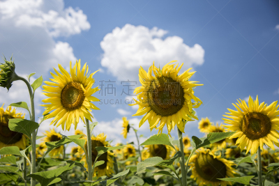 摩尔多瓦共和国,田地,向日葵,夏天,基希讷乌,黄色,云,图像,无人,农场