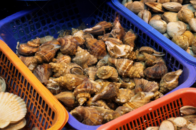动物,海螺,鱼市,贝壳,小号,水族馆,人工饲养动物,地名,水平画幅,食品杂货