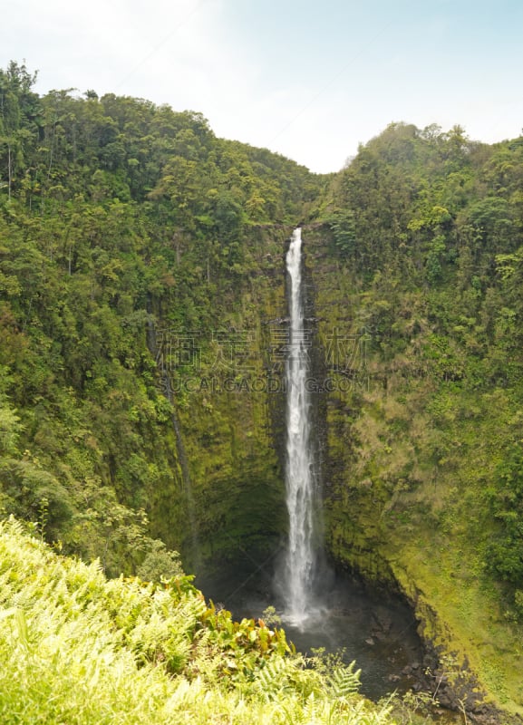 阿卡卡瀑布州立公园,夏威夷大岛,垂直画幅,瀑布,无人,太平洋岛屿,热带雨林,森林,户外,夏威夷