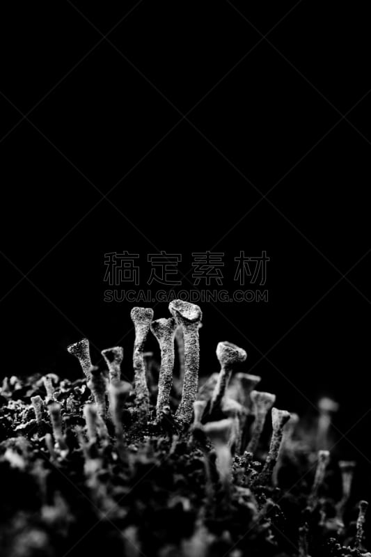 地衣,暗色,石蕊属,石蕊科,自然,垂直画幅,绿色,苔藓,黑色,生闷气的