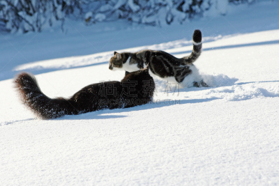 小猫,两只动物,运动竞赛,水平画幅,进行中,雪,户外,幼兽,追赶,捕食