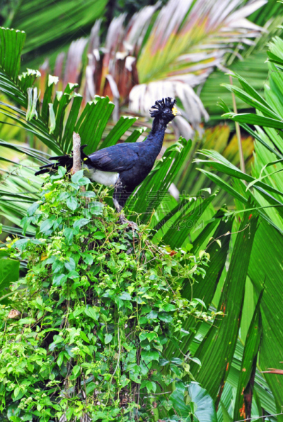 托尔图格诺,哥斯达黎加,凤冠雉,非凡的,tortuguero national park,里蒙省,动物的冠,垂直画幅,树梢,鸟类