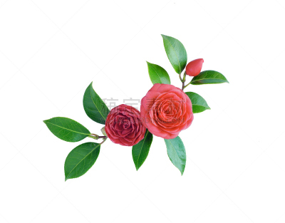 茶花,红色,彩色图片,白色背景,春天,花束,标签,菜园,花