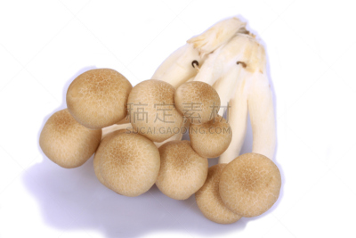 褐色,山毛榉树,食用菌,白色背景,分离着色,姬菇,孢子,水平画幅,小的,无人