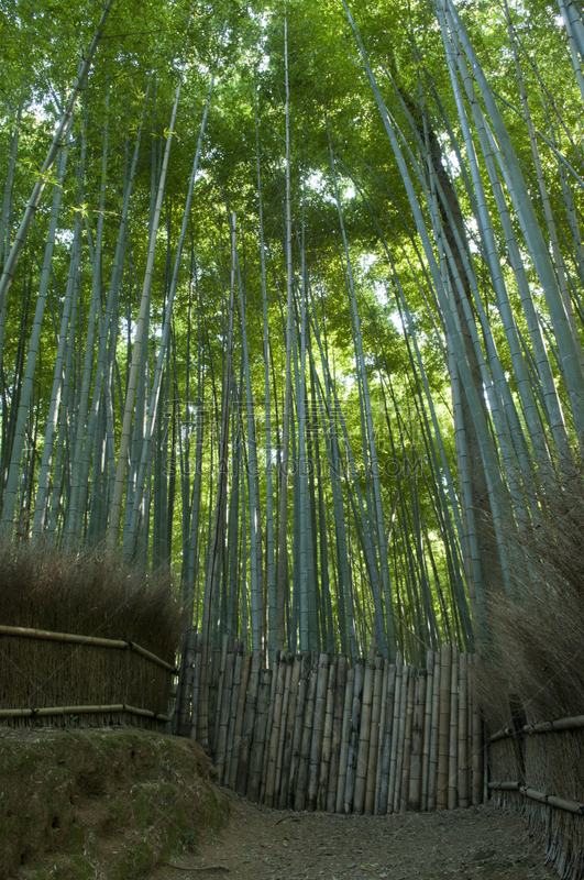 岚山,京都府,小树林,嵯峨野,竹林,垂直画幅,度假胜地,无人,东亚,植物