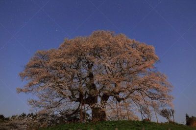 樱之花,亚洲樱桃树,樱桃树,一棵树,冈山县,自然,水平画幅,山,夜晚,无人