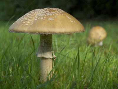 鹅膏菌,腮红,红色章鱼,伞形毒菌,自然,水平画幅,无人,蘑菇,毒蘑菇,真菌
