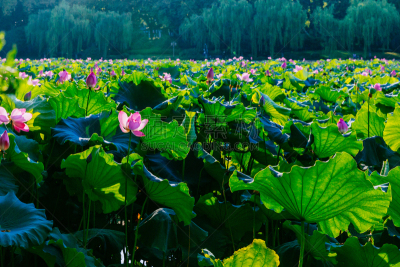 荷花,中国,西湖,杭州,叶子,中山公园,公园,湖,植物,夏天