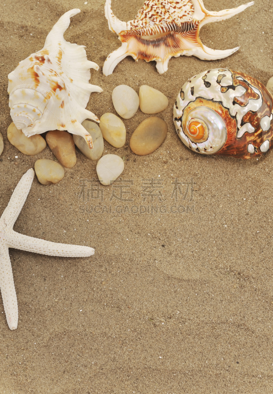 沙子,贝壳,石头,垂直画幅,水,气候,夏天,生物学,图像,特写