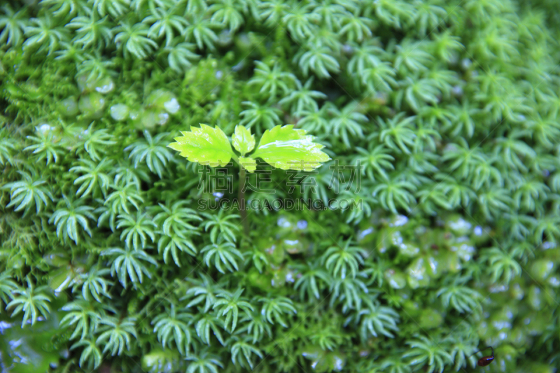 苔藓,自然,九州,水平画幅,绿色,地形,无人,日本,屋久岛,材料