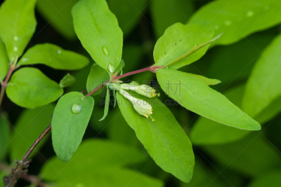 忍冬,青绿色,creeping bluet,水平画幅,无人,户外,特写,箭木,植物,雨