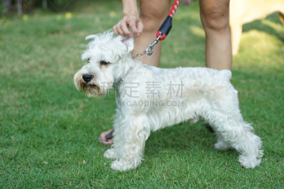 狗,苏格兰粗毛猎狐犬,室内地面,可爱的,草坪,狗链,泰国,地板,动物家庭,草