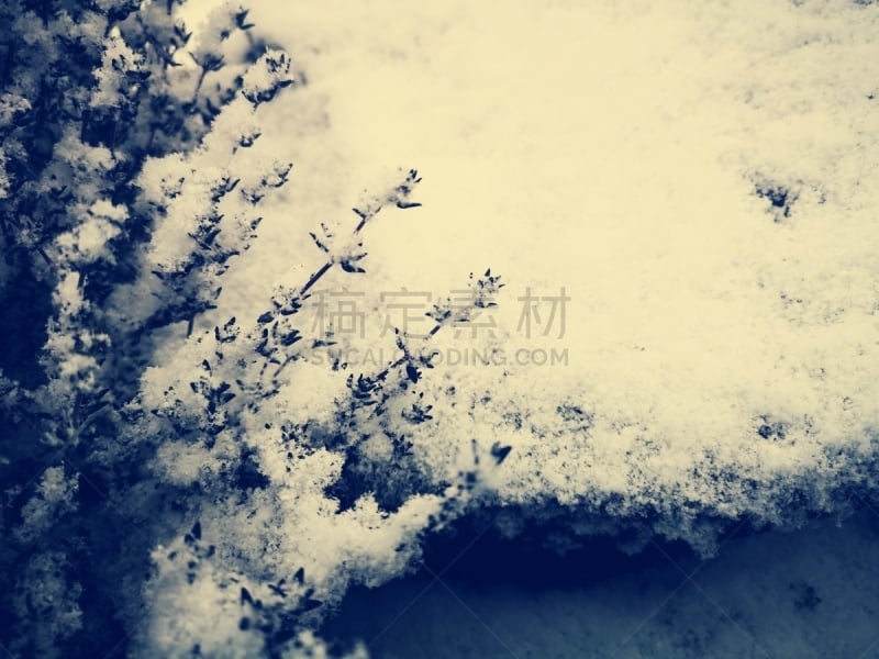 雪,动物毛,植物群,立陶宛共和国,自然,寒冷,季节,环境,一月,冬天