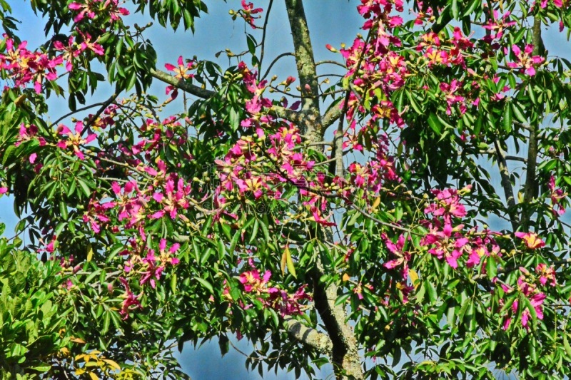 粉色,一对,美丽球花豆,圣卡塔琳娜,美,休闲活动,水平画幅,无人,特写,花蕾