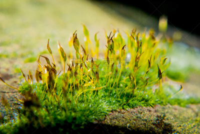 苔藓,新生活,植物群,小的,地毯,水平画幅,孢子,无人,精子,生物学